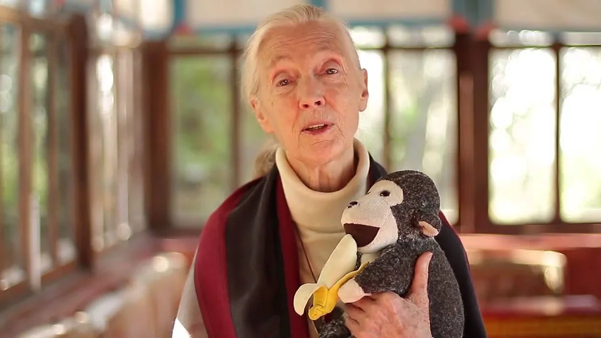 Jane Goodall chimpanzee observation 1960s
